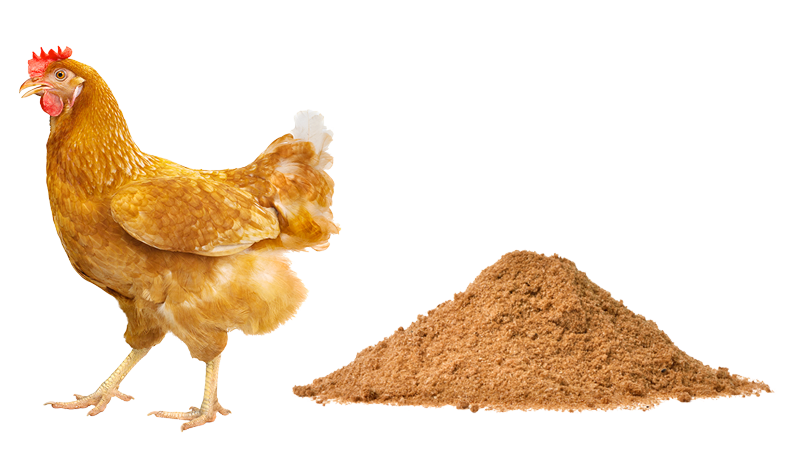 Fleischmehl aus Resten vom Huhn