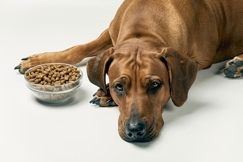 Hund mit wenig Begeisterung für Futter aus Pellets