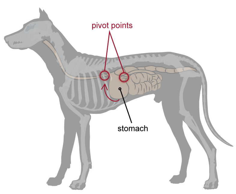 Illustration of gastric torsion in a dog