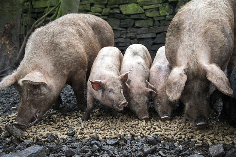 Schweine beim Pellets fressen