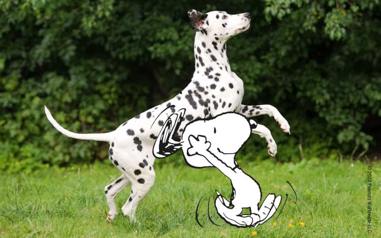 Snoopy and a dog jumping in a meadow