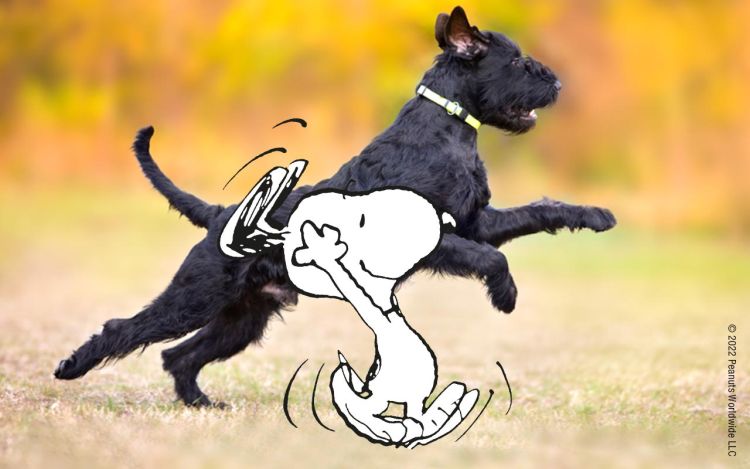 Snoopy and a black and dog run