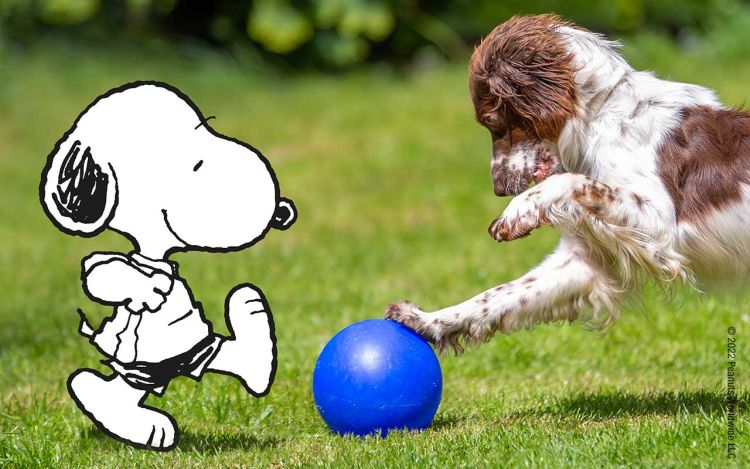 Snoopy and a dog playing with the ball