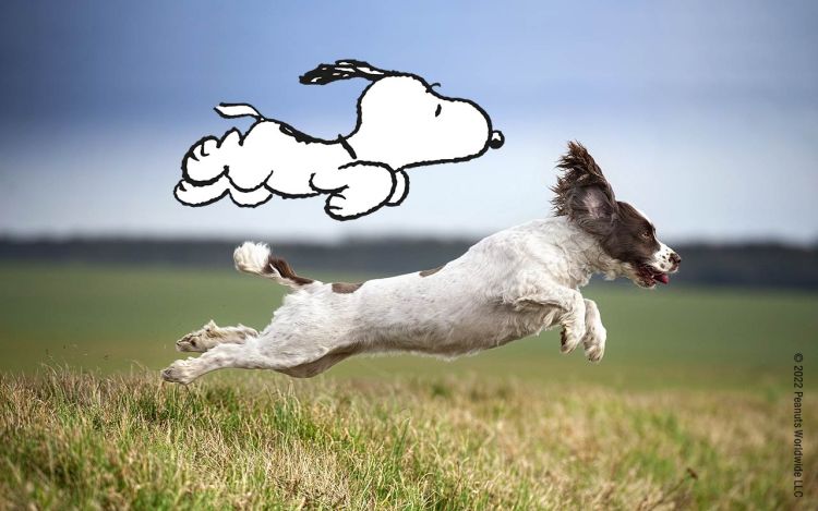 Snoopy and a dog jumping in a meadow