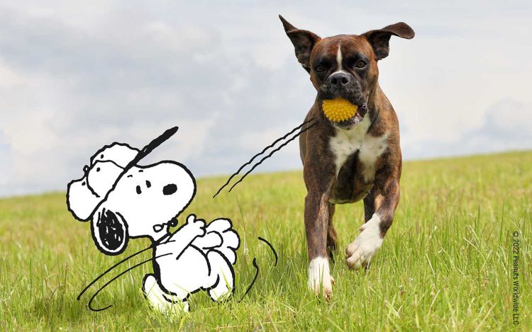 a dog catches the ball from Snoopy