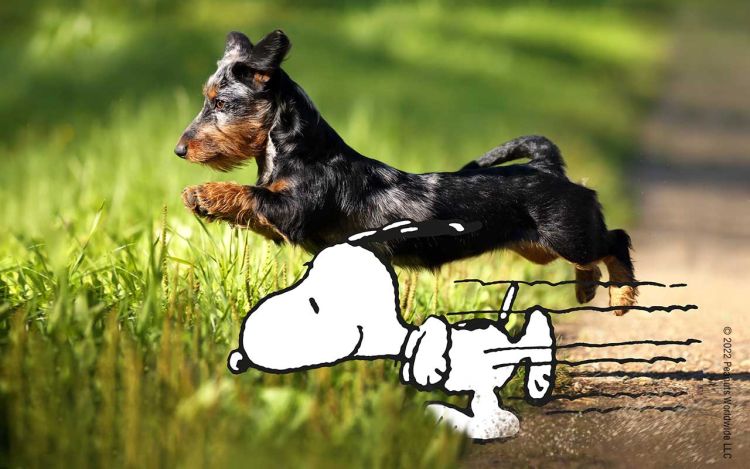 Snoopy and a dog jump into the grass