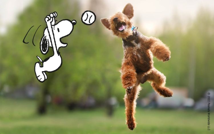 Snoopy and a dog jumping for a ball