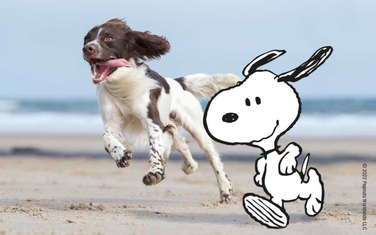 Snoopy and a dog running on the beach