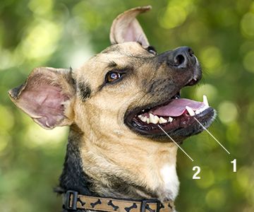 Dog's teeth with the fangs and carnassials