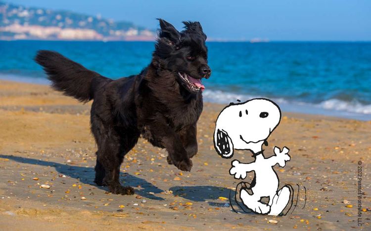 Snoopy and a dog walk on the beach
