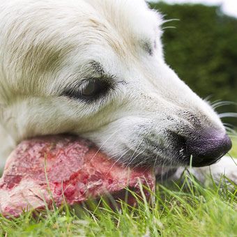 Fleisch, die gesündeste Nahrung für einen Hund